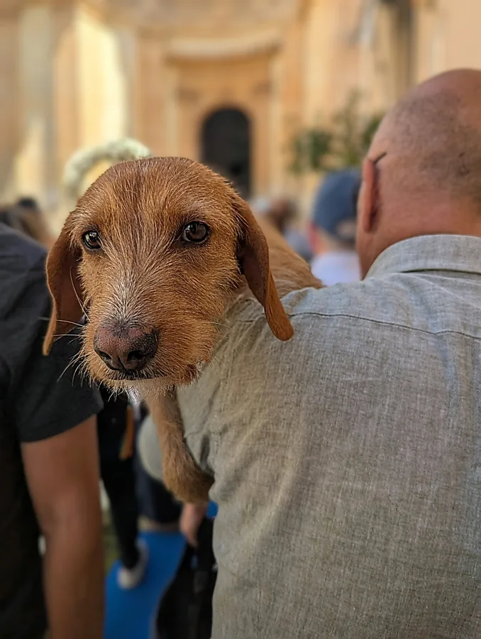 A small dog in the old city