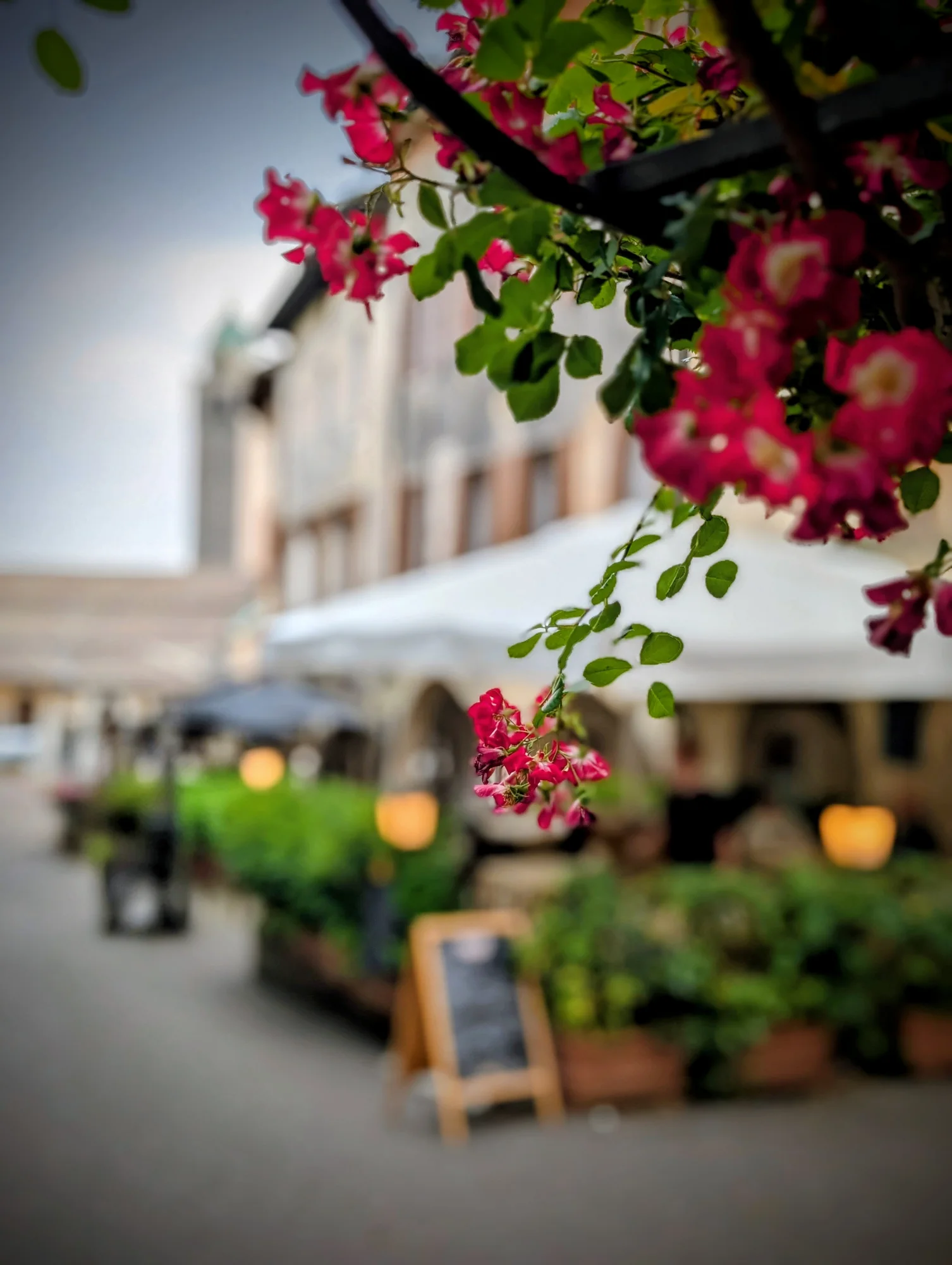 A flowered terrace